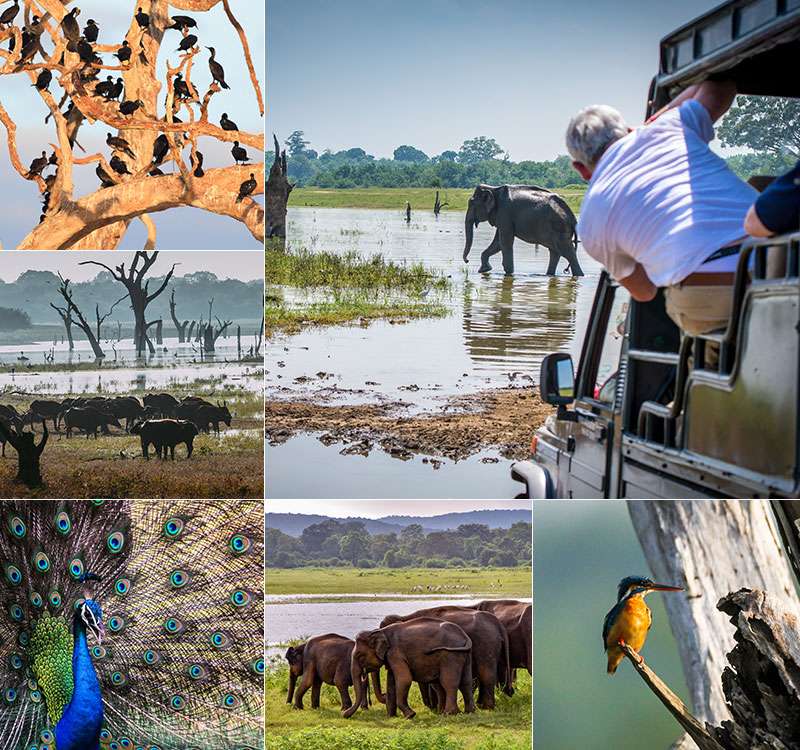 Wildlife