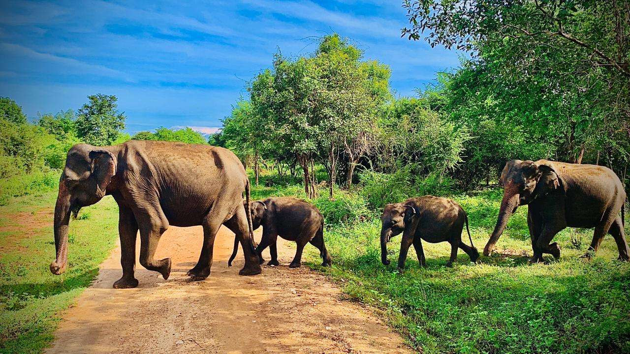 Elephent 5