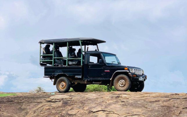 safari