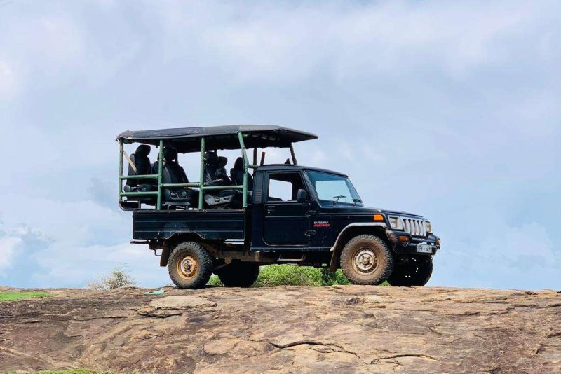 safari
