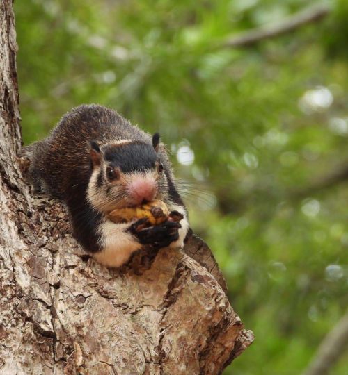 squirrel