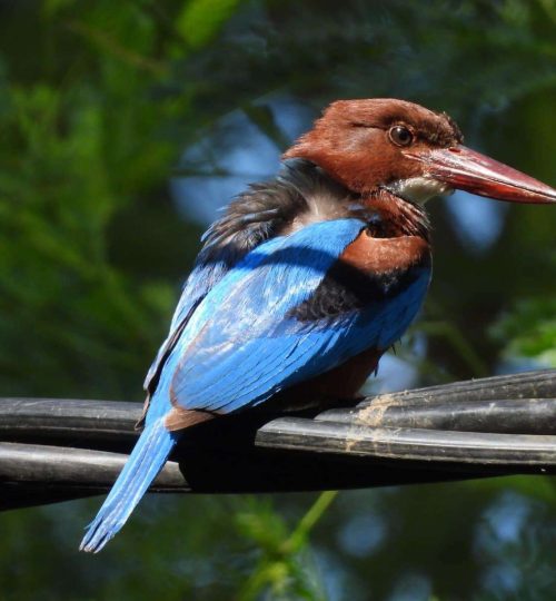 Bird 2